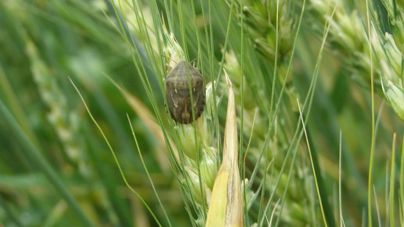 Зашто је шведска муха на зимској пшеници опасна и како се носити са њом и другим штеточинама житарица