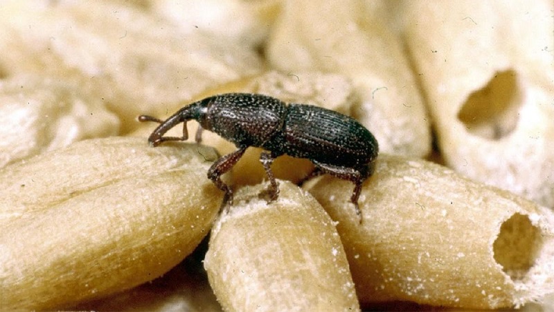 Зашто је шведска муха на зимској пшеници опасна и како се носити са њом и другим штеточинама житарица