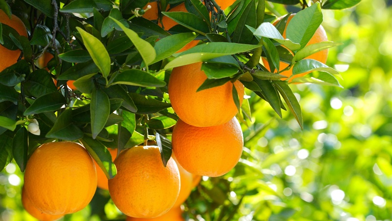 ما هي شجرة البرتقال وكيف تتفتح