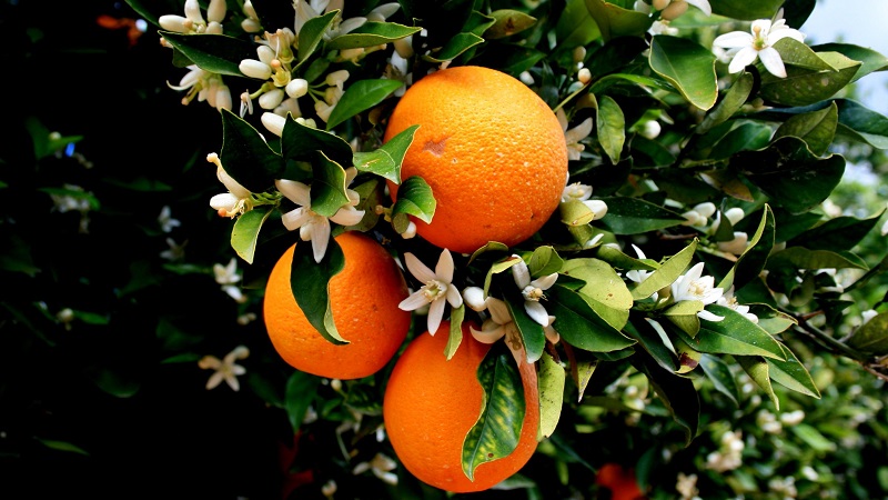ما هي شجرة البرتقال وكيف تتفتح