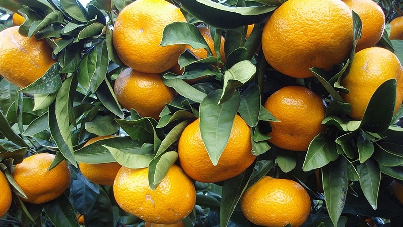 What is mandarin: where is it from, how and where it grows