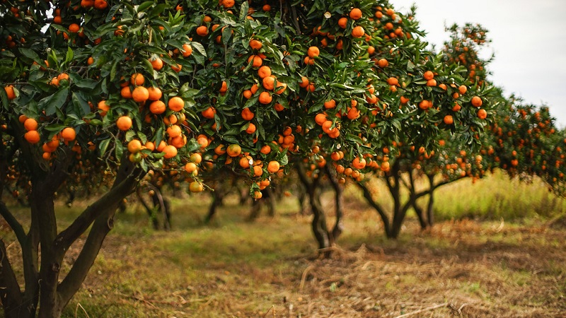 What is mandarin: where is it from, how and where it grows