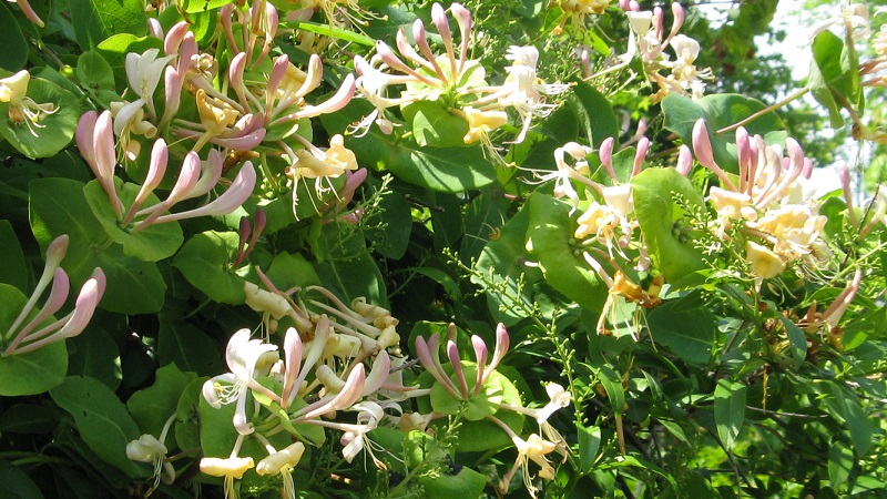 Variedade decorativa de madressilva caprifol