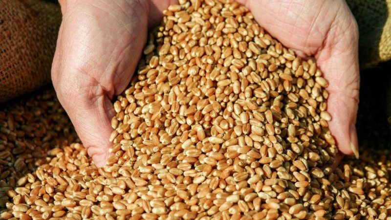 Шта је хранљива пшеница и где се користи