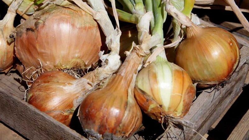 Instrucciones para elegir una variedad y plantar cebollas holandesas para el invierno.