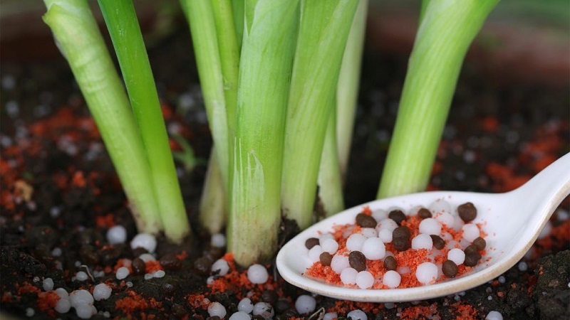 Бирање прелива од лука у пролеће и примена правилно како би се добила богата жетва