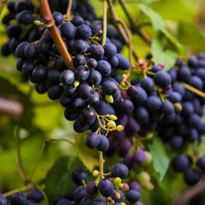 What grape variety is used to make Kindzmarauli wine