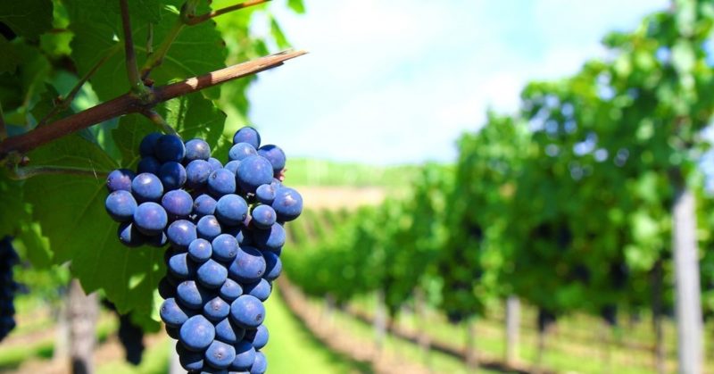 What grape variety is used to make Kindzmarauli wine