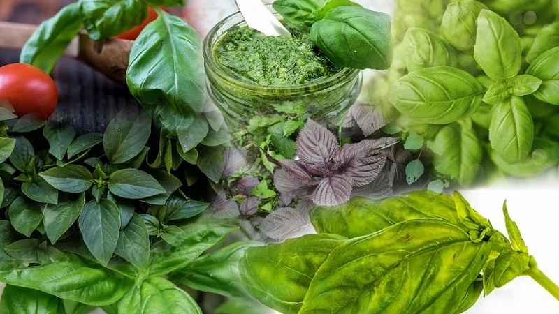 How to prepare and take basil weight loss products