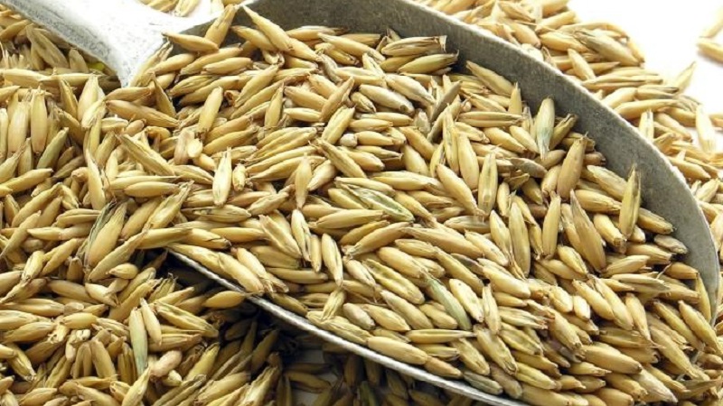 How to prepare oat seeds for sowing, plant them correctly and grow a rich harvest