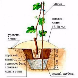 كيفية زراعة العنب في الخريف بالعقل