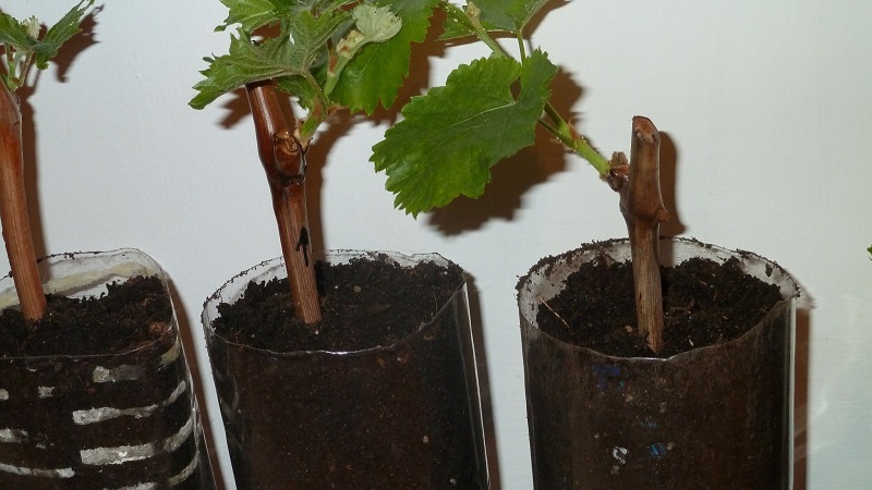 Comment planter des raisins en automne avec des boutures