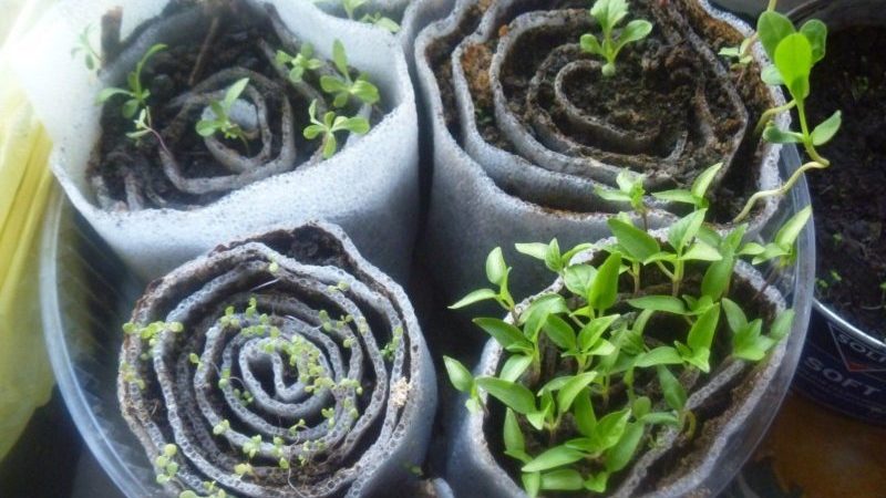 Comment faire germer correctement les plants de basilic dans un escargot