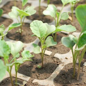 Como plantar e cultivar adequadamente mudas de repolho em casa