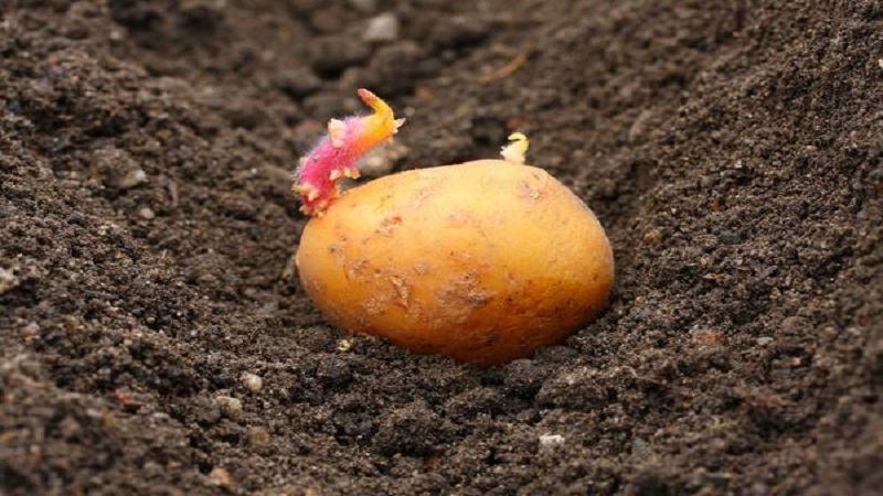 Nieuwe manieren om aardappelen te planten en verzorgingsfuncties