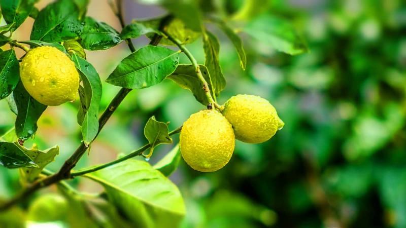 Како узгајати лимун из семена код куће: садња, брига, нијансе и грешке