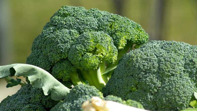 Step-by-step guide on how to grow broccoli at home correctly