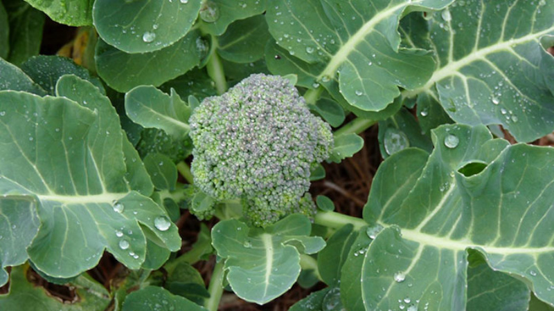 Step-by-step guide on how to grow broccoli at home correctly