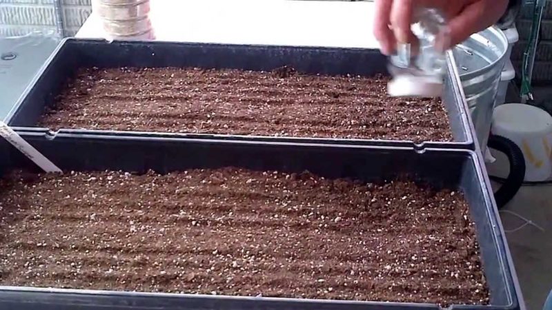 Sprievodca pre začiatočníkov: ako pestovať maliny zo semien pre sadenice doma