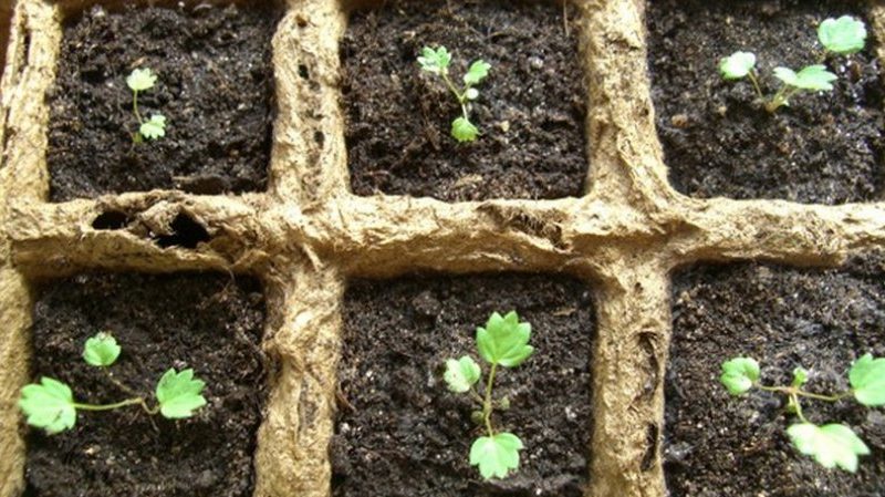 Ένας οδηγός για αρχάριους: πώς να καλλιεργήσετε σμέουρα από σπόρους για σπορόφυτα στο σπίτι
