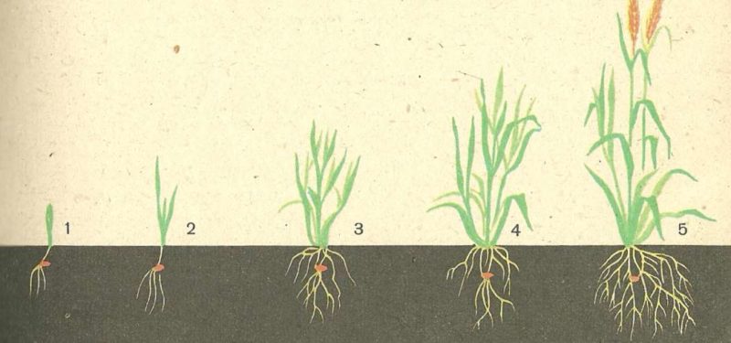 What is the root system of wheat and what are its features