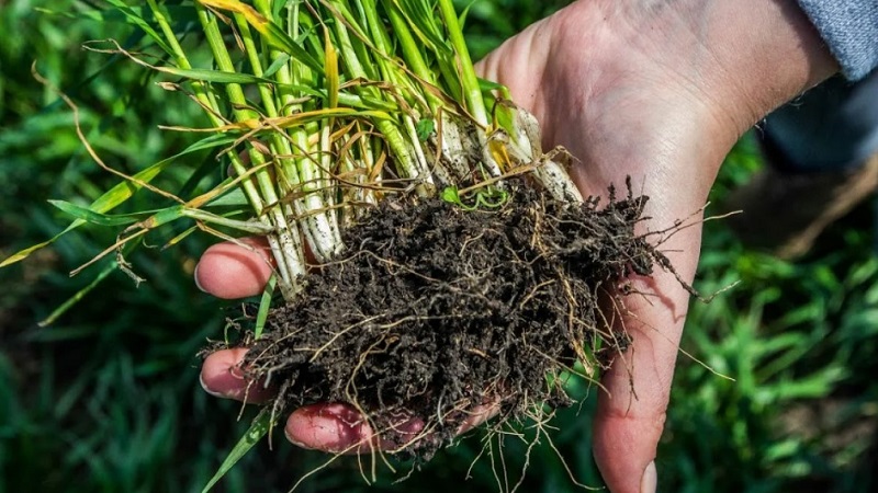 ¿Cuál es el sistema de raíces del trigo y cuáles son sus características?