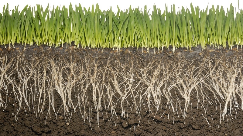 Čo je koreňový systém pšenice a aké sú jej vlastnosti