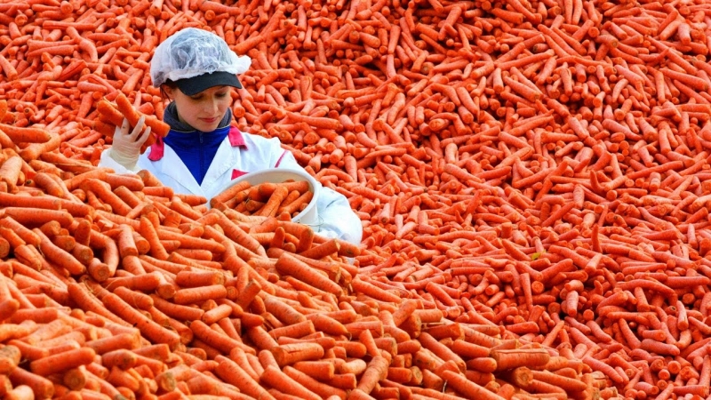 Detentores de recordes entre vegetais: qual é a maior cenoura do mundo e quem a plantou