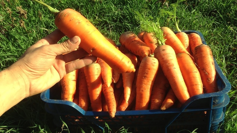 Détenteurs de records parmi les légumes: quelle est la plus grosse carotte du monde et qui l'a cultivée