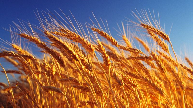 Које су класе пшенице и како се међусобно разликују