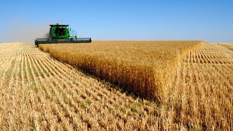 What is the yield of wheat from 1 ha and what does it depend on