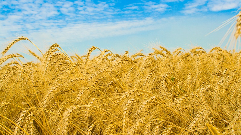 1 ha'dan buğday verimi nedir ve neye bağlıdır