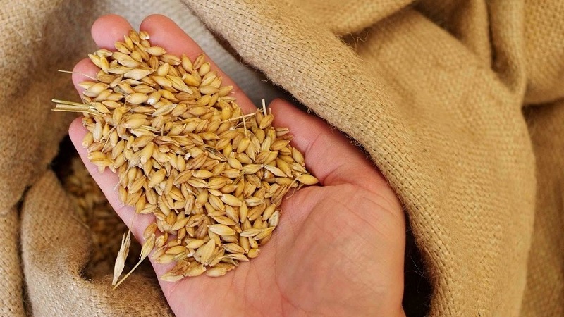 What is the yield of wheat from 1 ha and what does it depend on