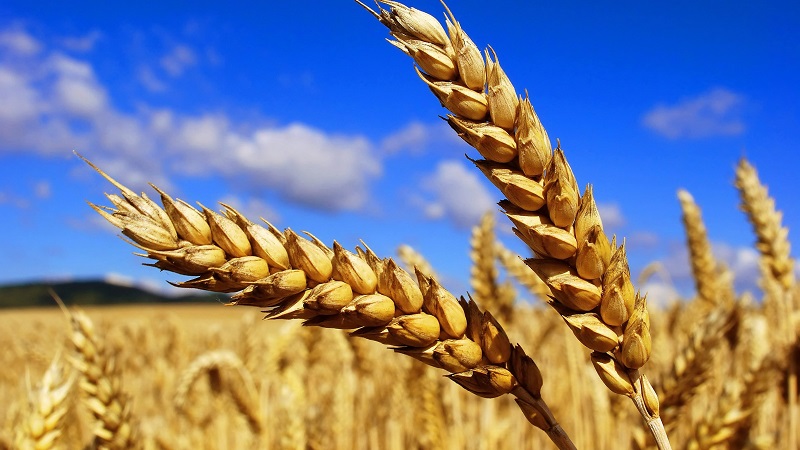 Колики је принос пшенице од 1 ха и од чега зависи