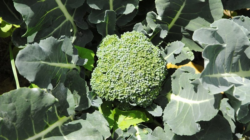 Broccoli Green Magic F1: paglalarawan, tampok sa paglilinang, mga pagsusuri