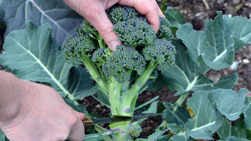 Paglalarawan broccoli Lord F1 na may mga larawan, mga pagsusuri at rekomendasyon para sa paglaki