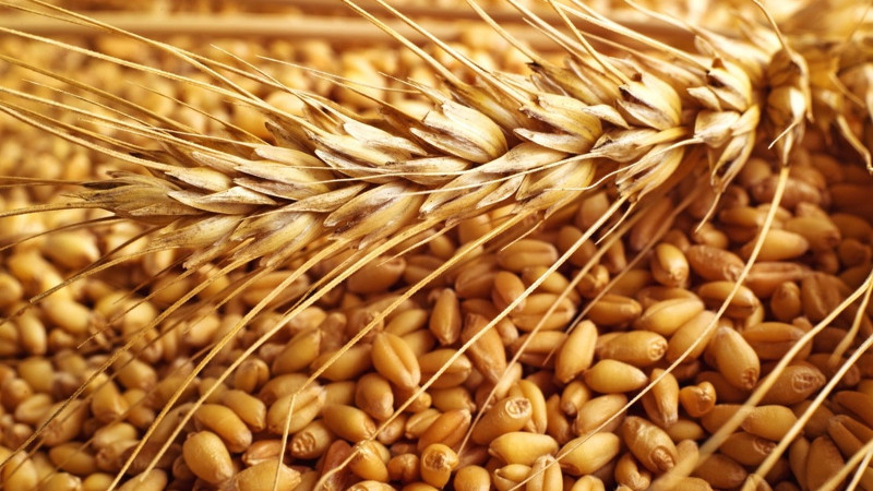 Које су класе пшенице и како се међусобно разликују