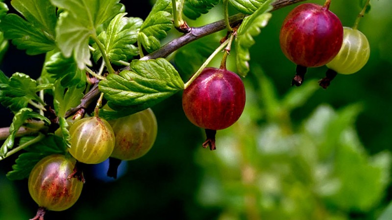 Common gooseberry is a berry or fruit, what it looks like, where it grows and what is it called differently