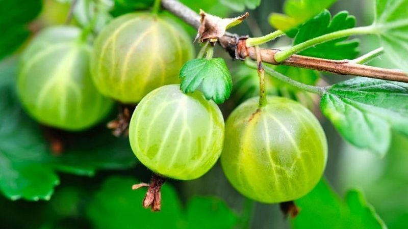 Common gooseberry is a berry or fruit, what it looks like, where it grows and what is it called differently