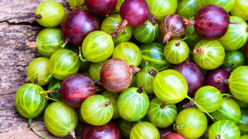 Medicinal properties and contraindications of gooseberry berries and leaves