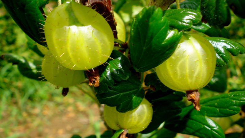 Mga gamot na gamot at contraindications ng gooseberry berries at dahon