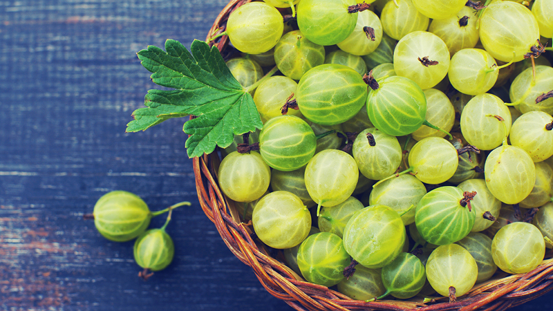 Medicinal properties and contraindications of gooseberry berries and leaves