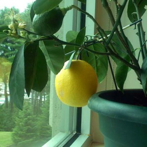Comment faire pousser un citron à partir d'une graine à la maison: plantation, entretien, nuances et erreurs