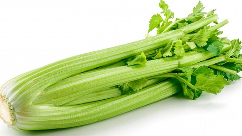 Ang pinakamagandang uri ng stalked celery: Pascal, Atlant, Utah at iba pa