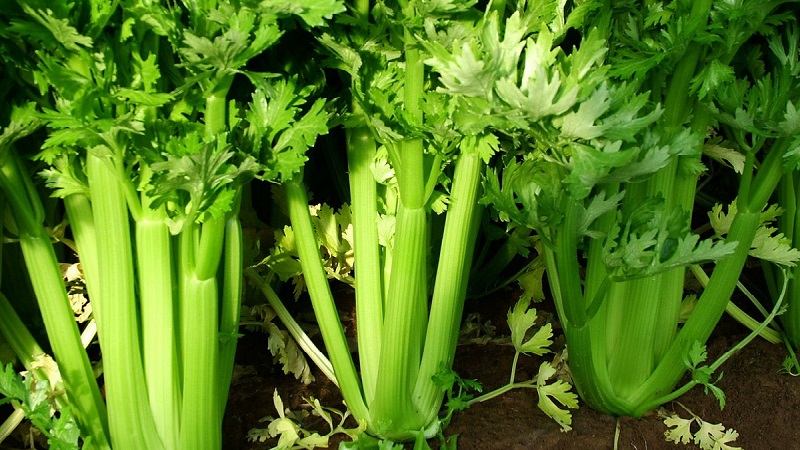 Ang pinakamagandang uri ng stalked celery: Pascal, Atlant, Utah at iba pa