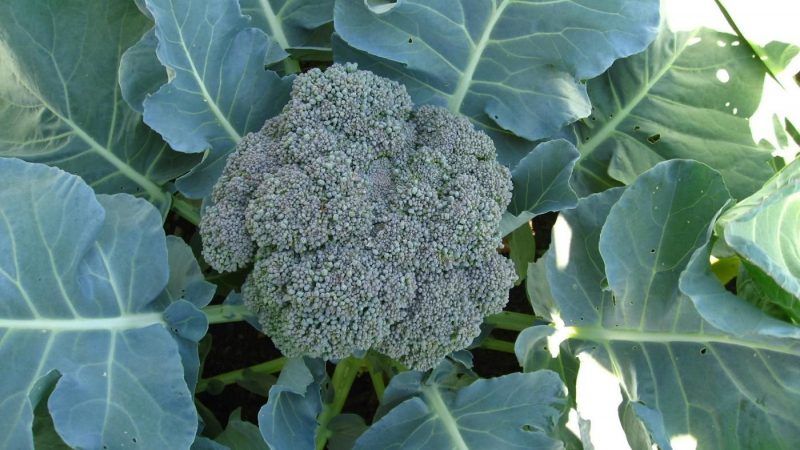 De bästa sorterna och hybriderna av broccolikål för Sibirien och egenskaperna för deras odling