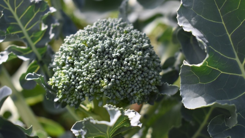 Nejlepší odrůdy a hybridy zelí brokolice pro Sibiř a rysy jejich pěstování