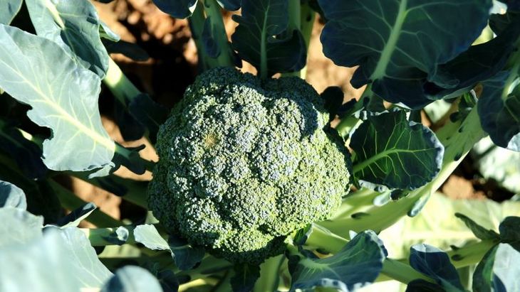 De bästa sorterna och hybriderna av broccolikål för Sibirien och egenskaperna för deras odling
