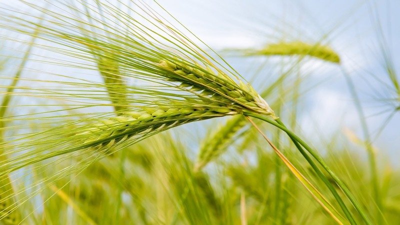 Alimentação correta do trigo de inverno na primavera: fertilizantes e suas taxas de aplicação