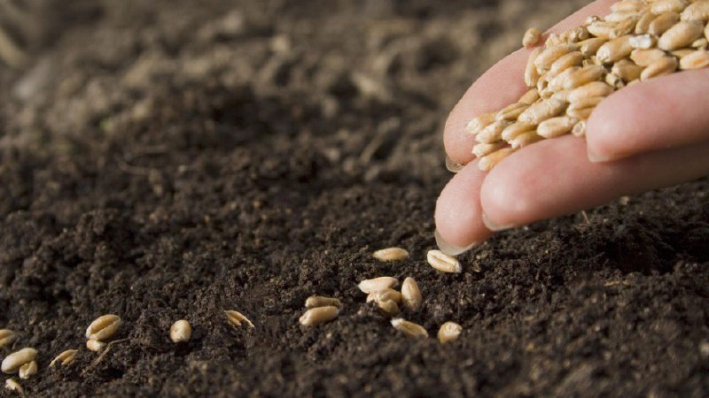 Všetko o pestovaní jarnej pšenice: technológia pestovania od siatia po zber